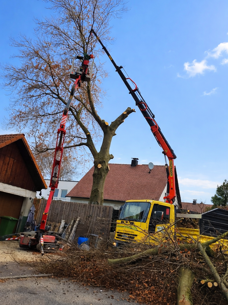 Knickpflege Gemeinde Bruckberg Kronthaler Gammelsdorf Baumfällung